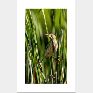 Least Bittern Posters and Art